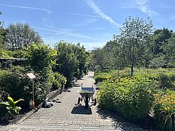 ein Ausschnitt des Botanischen Gartens: Weg aus Pflastersteinen mit einer Schubkarre darauf, links und rechts voll bewachsene, grüne Beete